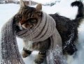 Мемы приколы про котов и кошек картинки 1472234491_303.jpg