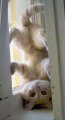 Мемы приколы про котов и кошек картинки 1472234493_080.jpg