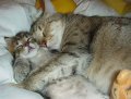 Мемы приколы про котов и кошек картинки 1472234494_099.jpg