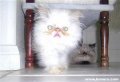 Мемы приколы про котов и кошек картинки 1472234494_116.jpg