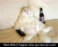 Мемы приколы про котов и кошек картинки 1472234495_179.jpg