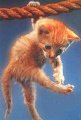 Мемы приколы про котов и кошек картинки 1472234497_003.jpg