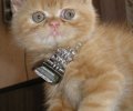 Мемы приколы про котов и кошек картинки 1472234497_309.jpg