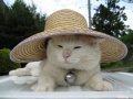 Мемы приколы про котов и кошек картинки 1472234499_030.jpg