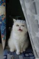 Мемы приколы про котов и кошек картинки 1472234501_055.jpg