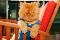 Мемы приколы про котов и кошек картинки 1472234502_082.jpg