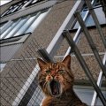 Мемы приколы про котов и кошек картинки 1472234503_297.jpg