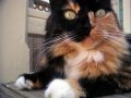 Мемы приколы про котов и кошек картинки 1472234504_253.jpg