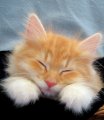 Мемы приколы про котов и кошек картинки 1472234505_075.jpg
