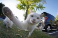 Мемы приколы про котов и кошек картинки 1472234506_078.jpg