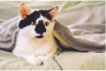 Мемы приколы про котов и кошек картинки 1472234509_163.jpg