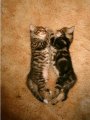 Мемы приколы про котов и кошек картинки 1472234511_249.jpg