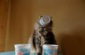 Мемы приколы про котов и кошек картинки 1472234512_279.jpg