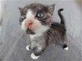 Мемы приколы про котов и кошек картинки 1472234513_132.jpg