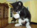 Мемы приколы про котов и кошек картинки 1472234515_175.jpg