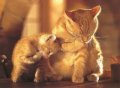 Мемы приколы про котов и кошек картинки 1472234518_182.jpg