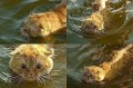 Мемы приколы про котов и кошек картинки 1472234519_285.jpg