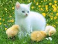 Мемы приколы про котов и кошек картинки 1472234519_308.jpg