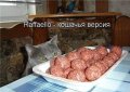 Мемы приколы про котов и кошек картинки 1472234520_326.jpg