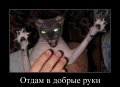 Мемы приколы про котов и кошек картинки 1536660771_cr_097081165466574623849.jpg