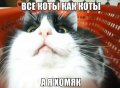 Мемы приколы про котов и кошек картинки 1589810272_mem-koshki-03.jpg